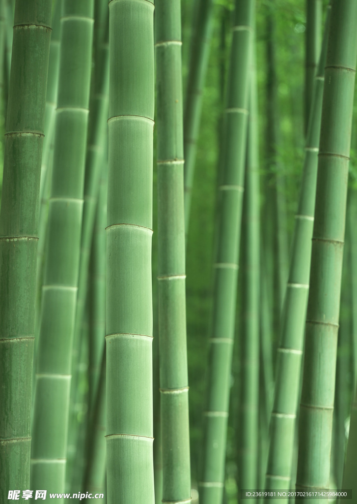 竹林