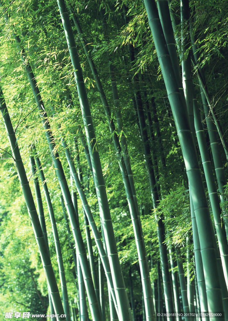 竹林