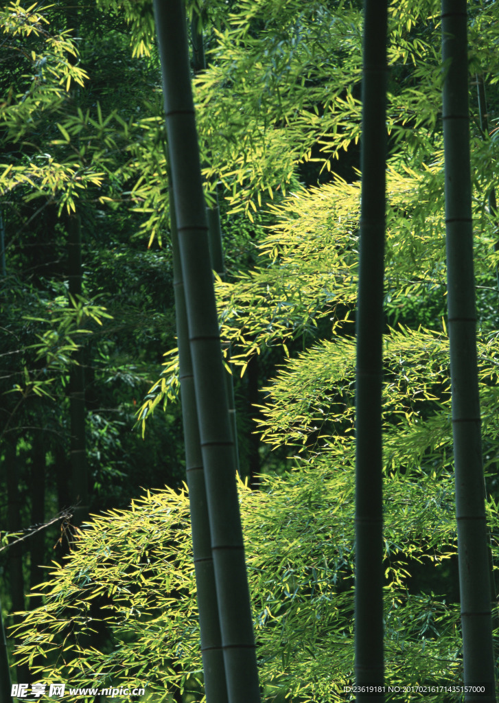 竹林