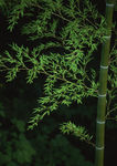 竹林