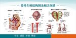 男性生殖结构图及相关图谱
