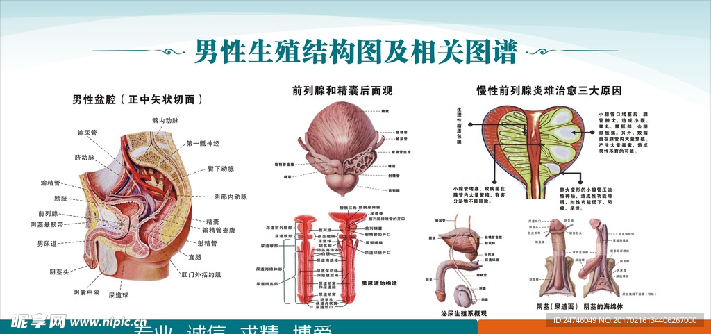 男性生殖结构图及相关图谱