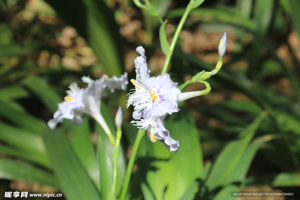 蓝白色的花