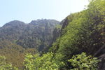 绿树青山