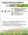 绿色苗木名片