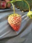 草莓