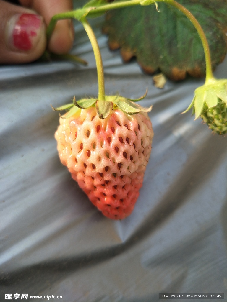 草莓