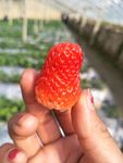 草莓