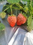 草莓