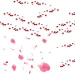 花瓣