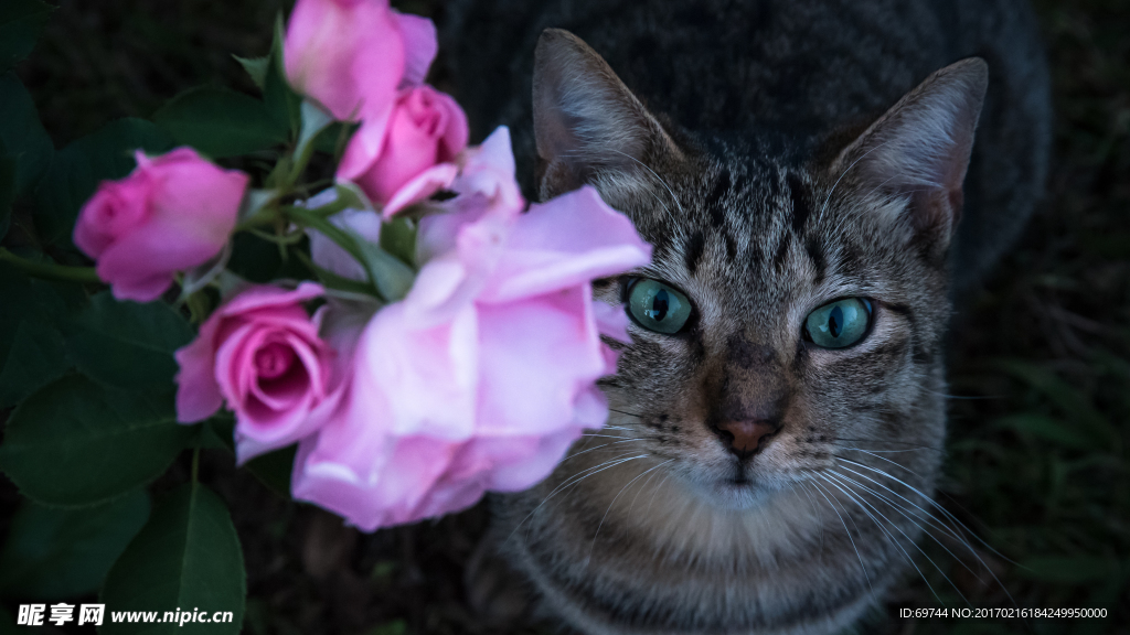 猫咪与花