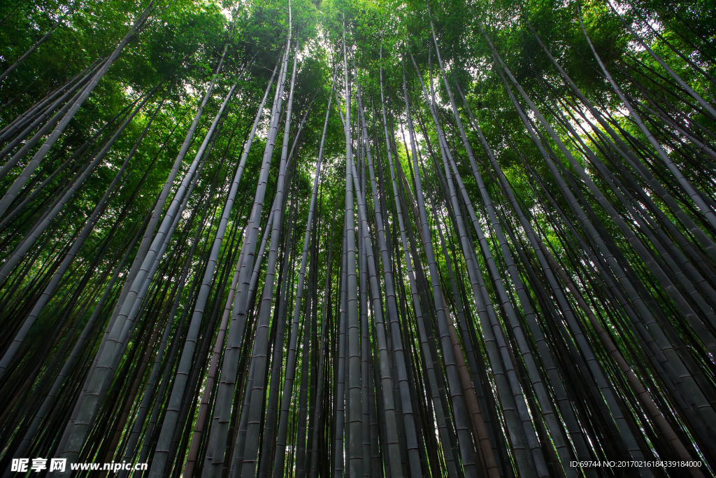 竹林