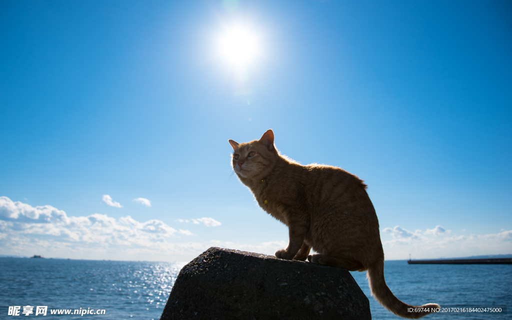 逆光小猫