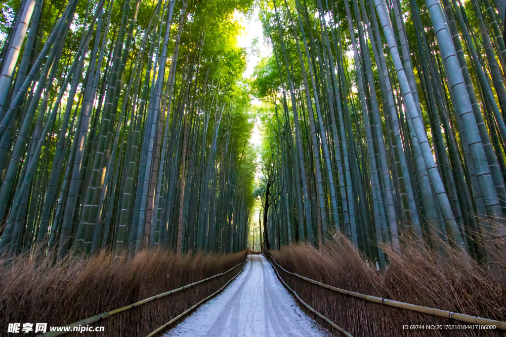 竹林小道