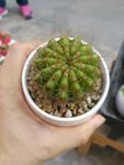 仙人球 玻璃球肉肉植物