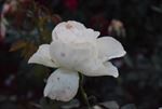 白色月季花