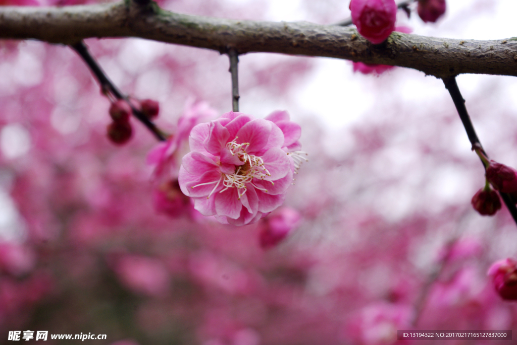 梅花