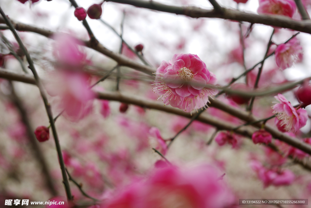 梅花