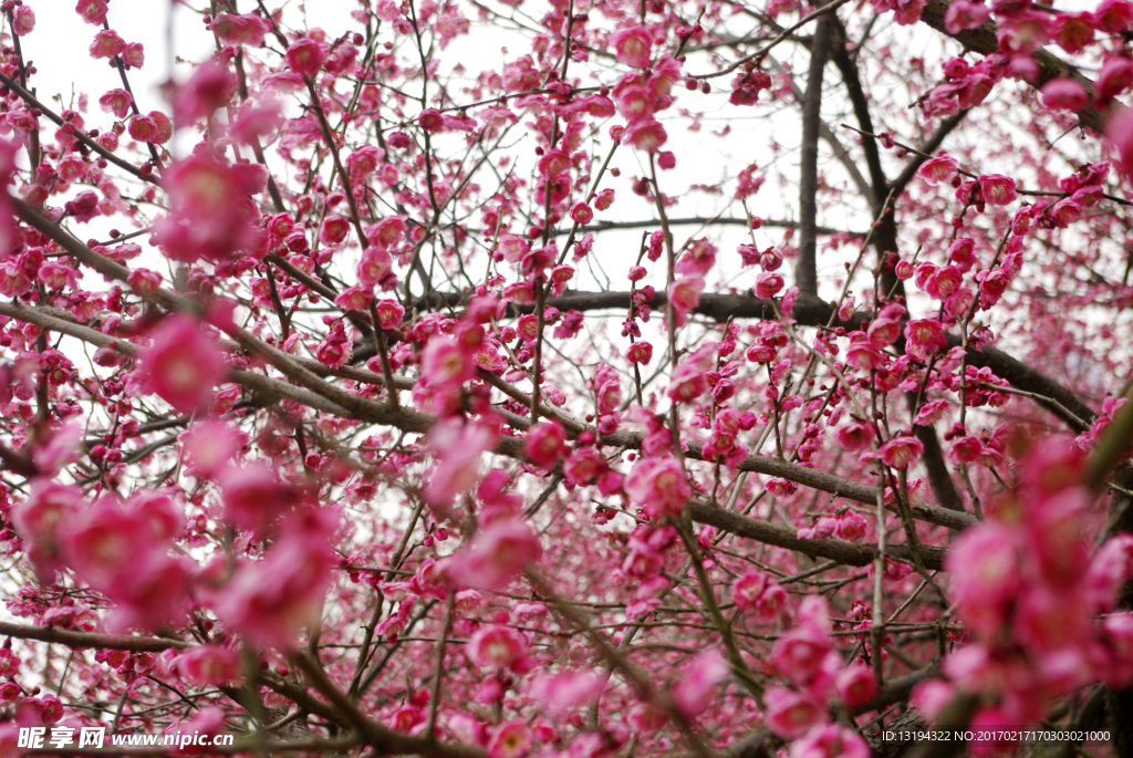 梅花