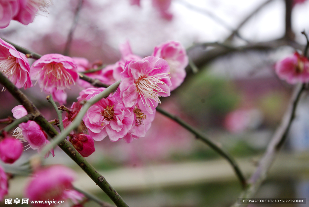 梅花