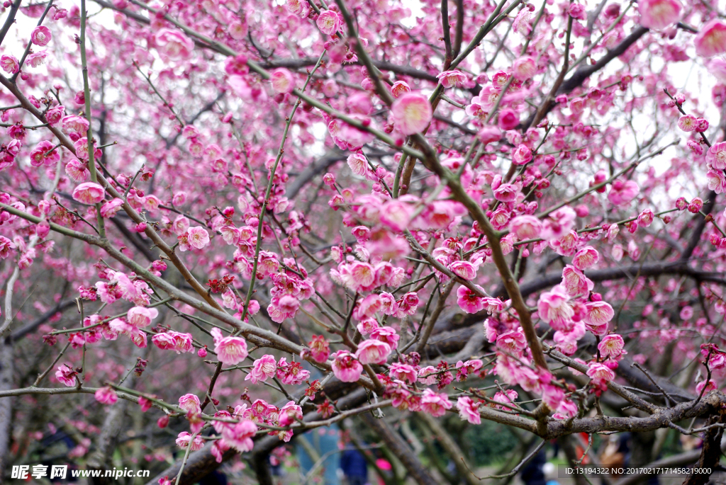 梅花