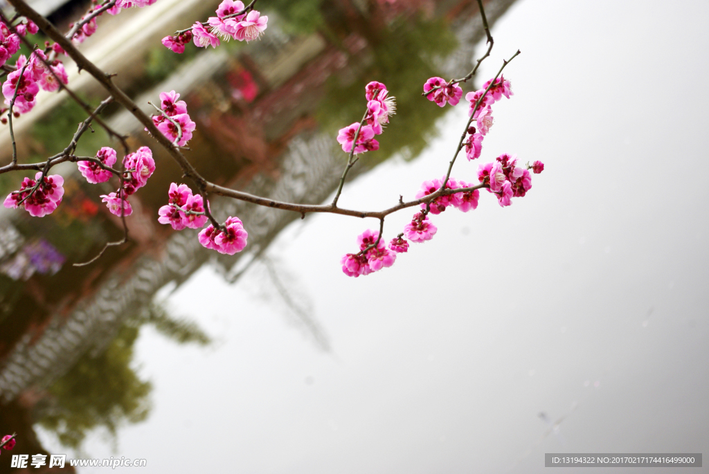 梅花