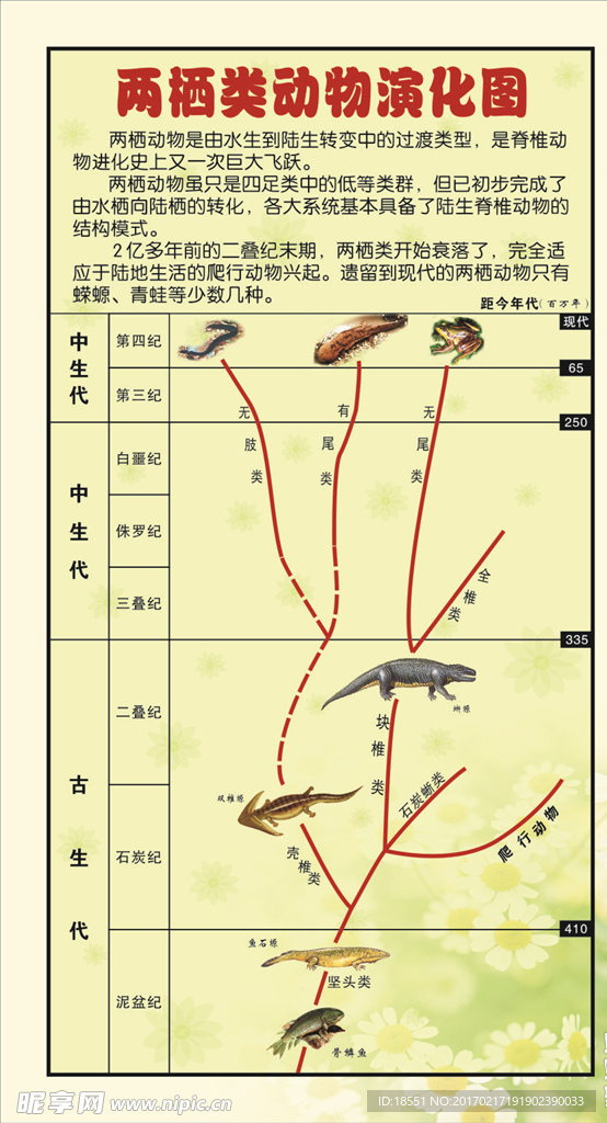 生物展板——两起动物演化图