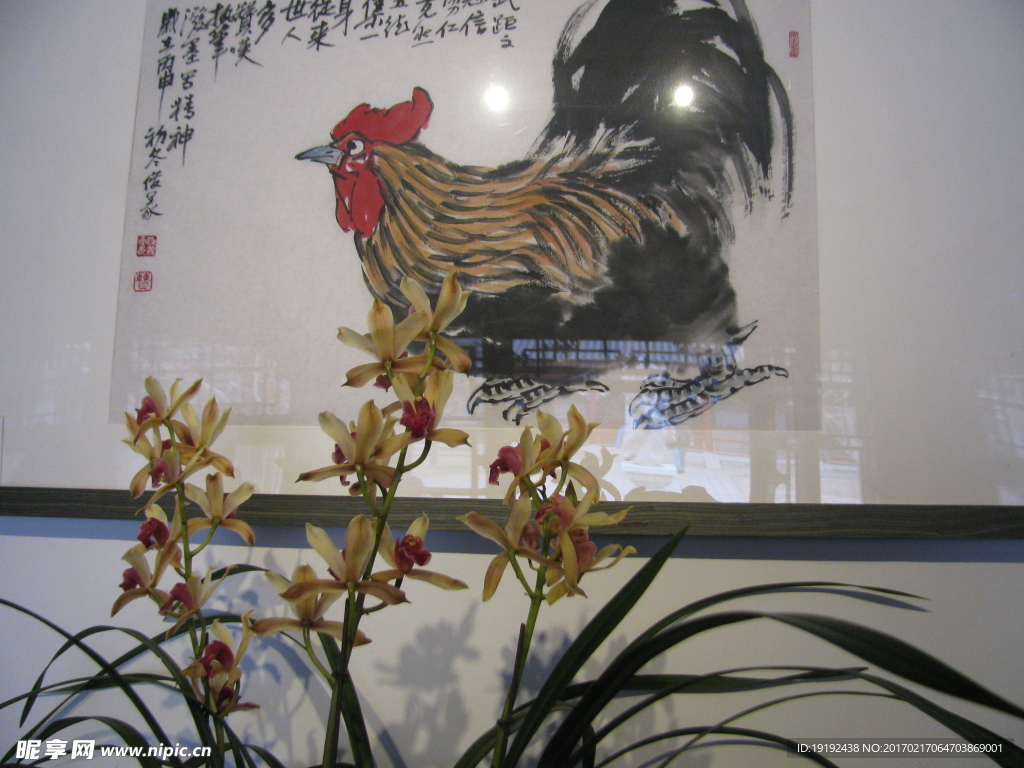 兰花
