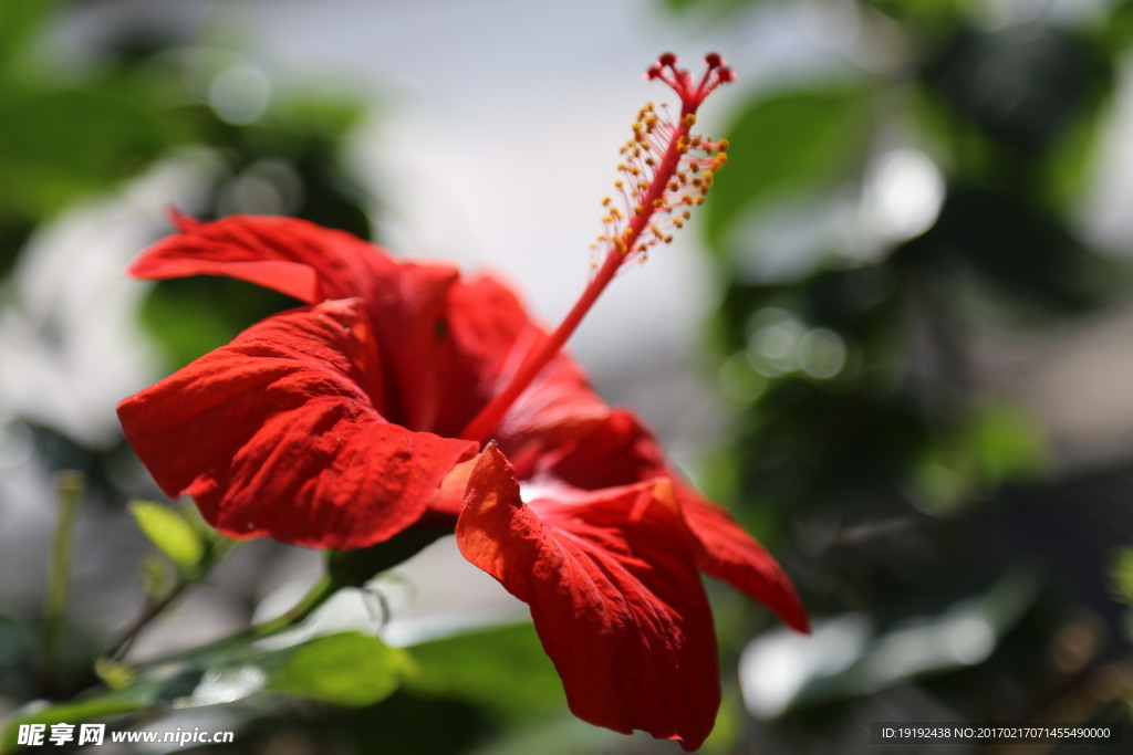 扶桑花