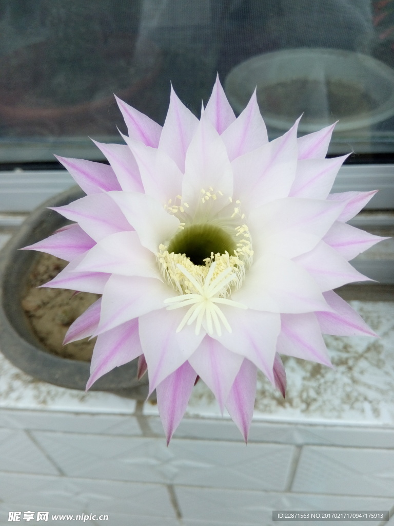 花