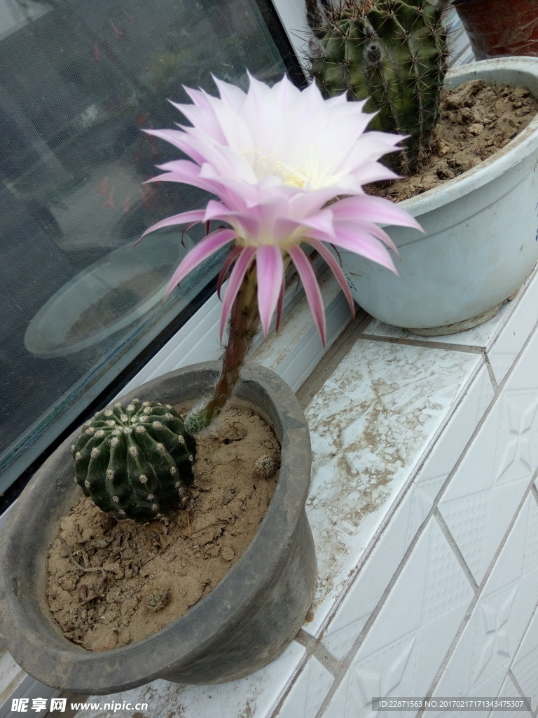 花