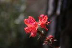杜鹃花