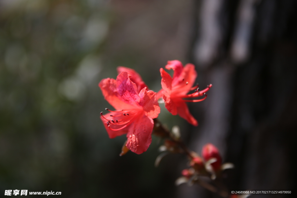 杜鹃花