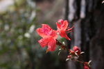 杜鹃花
