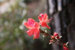 杜鹃花