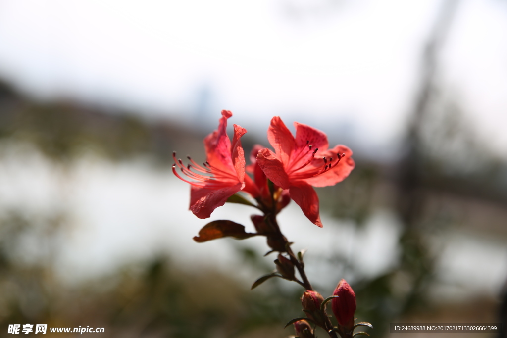 杜鹃花