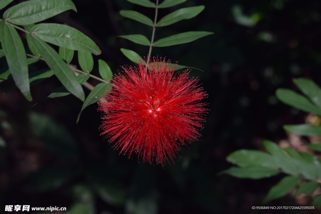 朱缨花