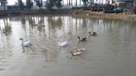 湖中鸭
