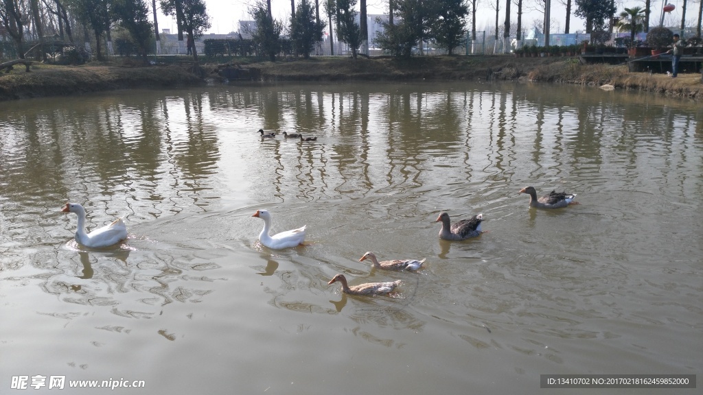 湖中鸭