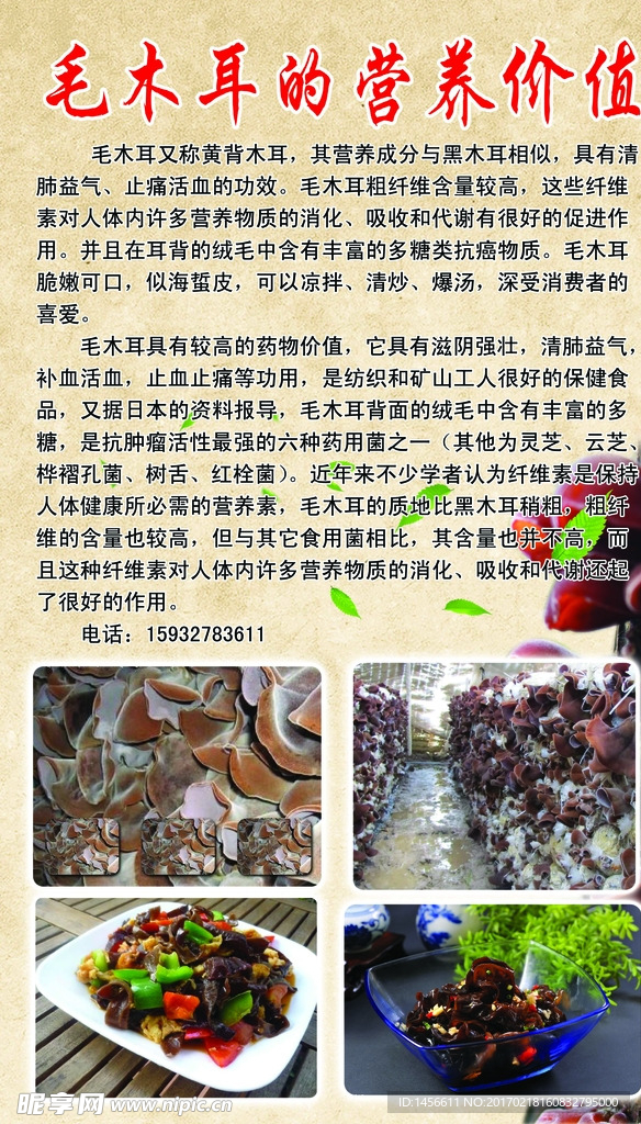 毛木耳的营养价值