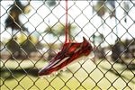 ADIDAS顶级足球鞋宣传广告