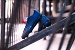 ADIDAS顶级足球鞋宣传广告