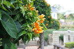 鼓浪屿风光 炮仗花