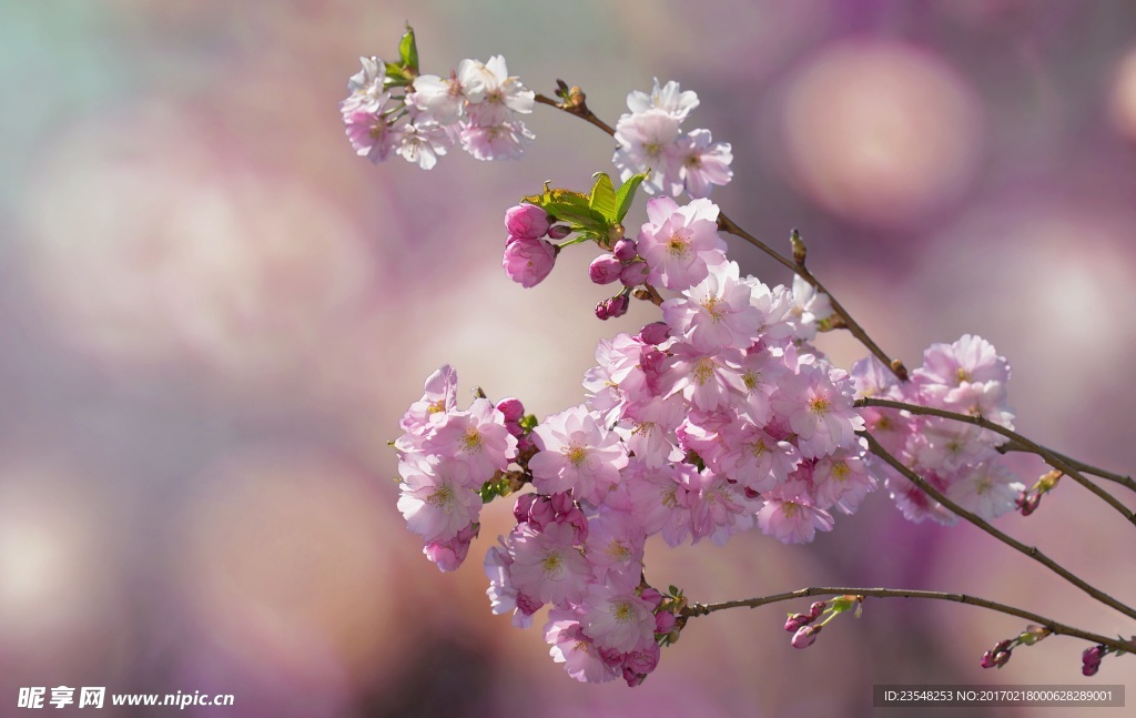 桃花