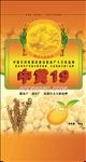 中黄19（展开图）