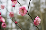 粉色 梅花