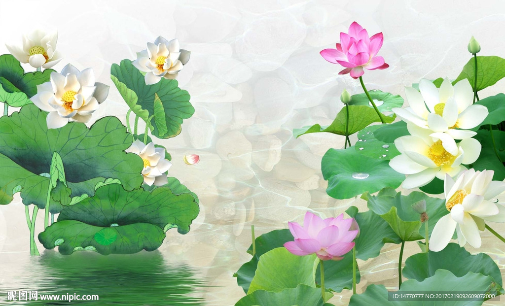 荷花图