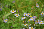 小花