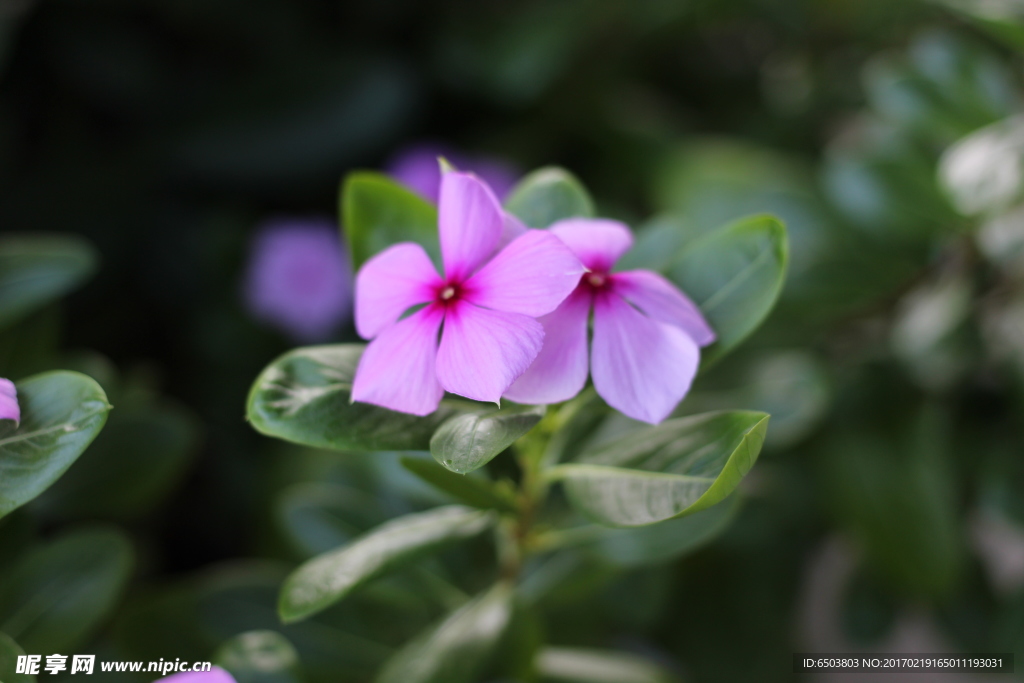 花朵图片