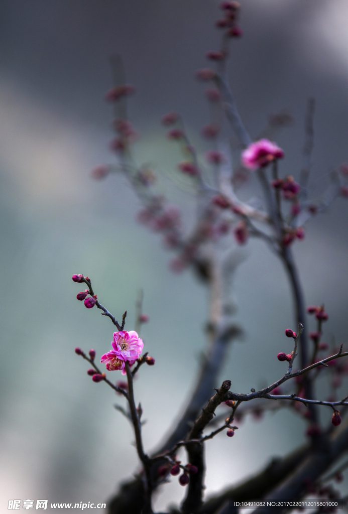 红梅花儿开